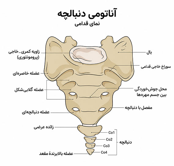 آناتومی استخوان دنبالچه و استخوان خاجی در نمای قدامی