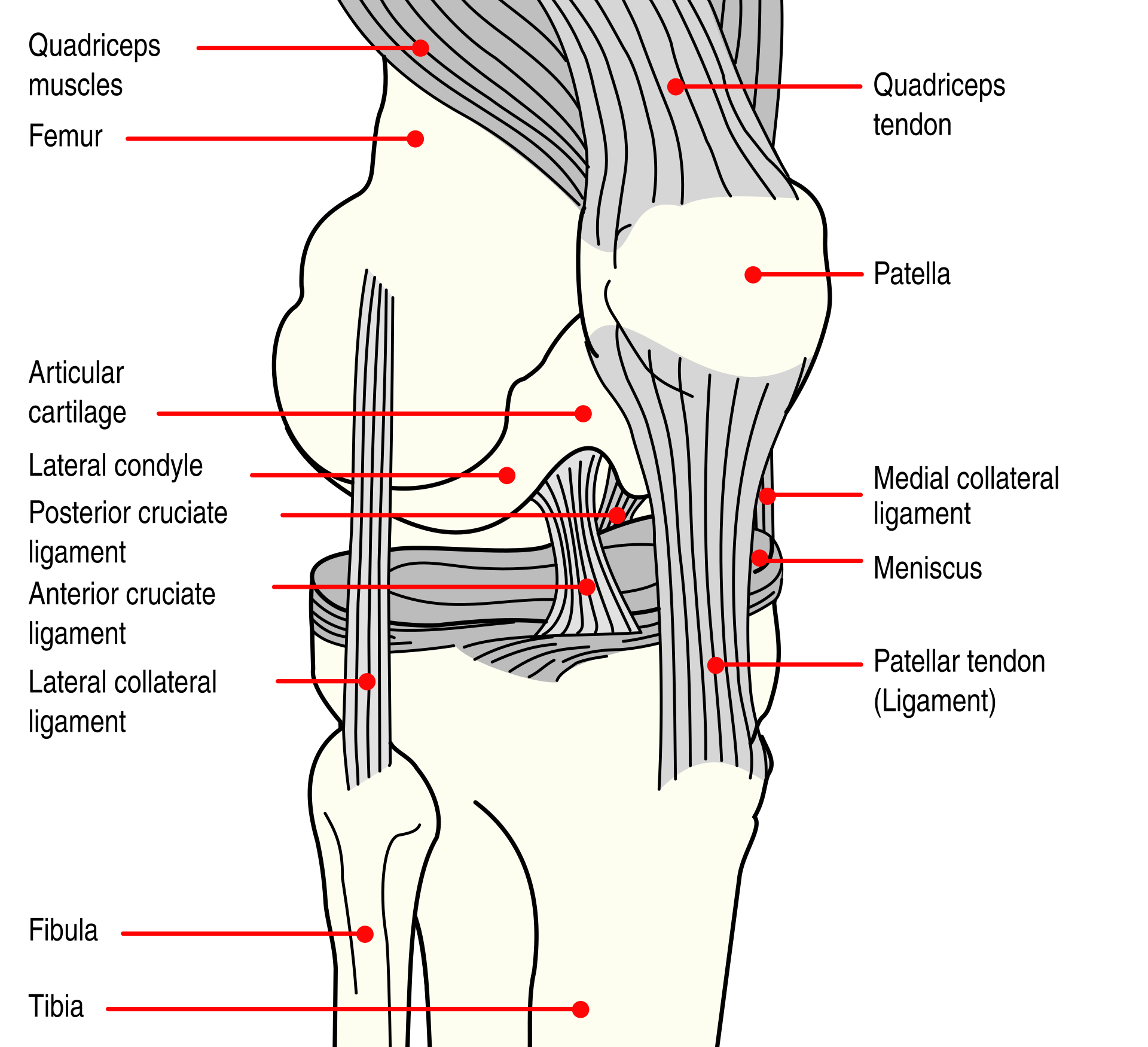 Knee joint anatomy