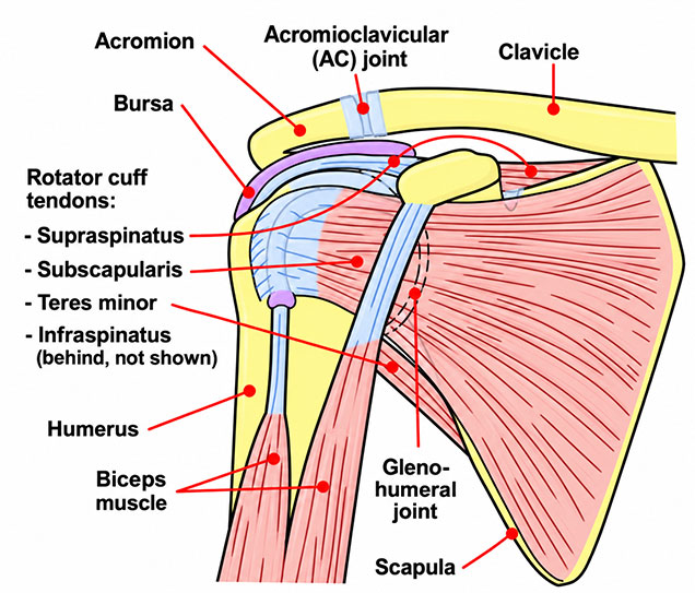 Shoulder joint anatomy